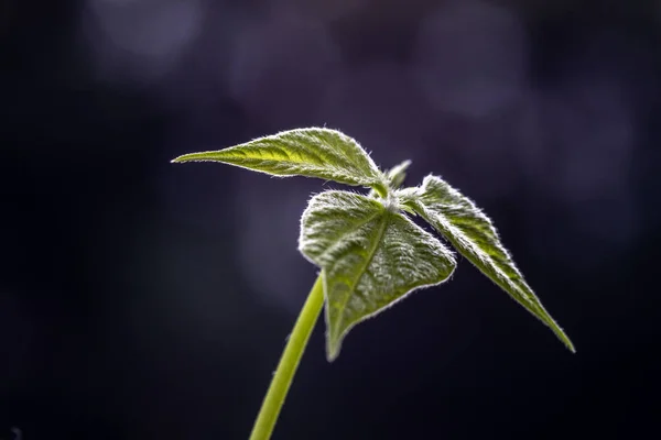 Foco Seletivo Feijão Phaseolus Vulgaris Broto Cresce Uma Panela Plantada — Fotografia de Stock