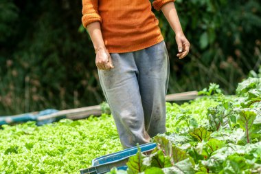 Çiftçi, Brezilya 'daki bir aile çiftliğinden pancar topluyor.