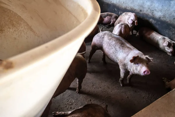 农场里的小猪 一组哺乳动物等着喂食 巴西摊子里的猪 — 图库照片