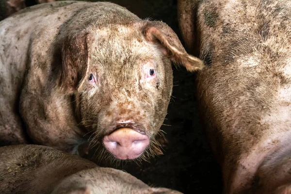 Petit Porcelet Dans Ferme Groupe Mammifères Attente Alimentation Porcs Dans — Photo