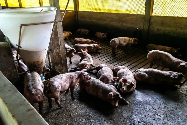 Çiftlikte Küçük Bir Domuz Yavrusu Bir Grup Memeli Beslenmeyi Bekliyor — Stok fotoğraf