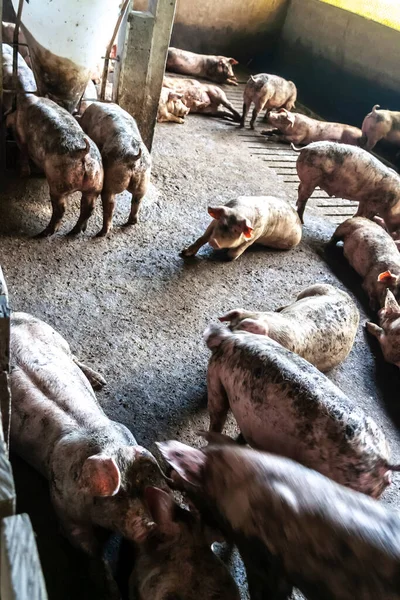 农场里的小猪 一组哺乳动物等着喂食 巴西摊子里的猪 — 图库照片