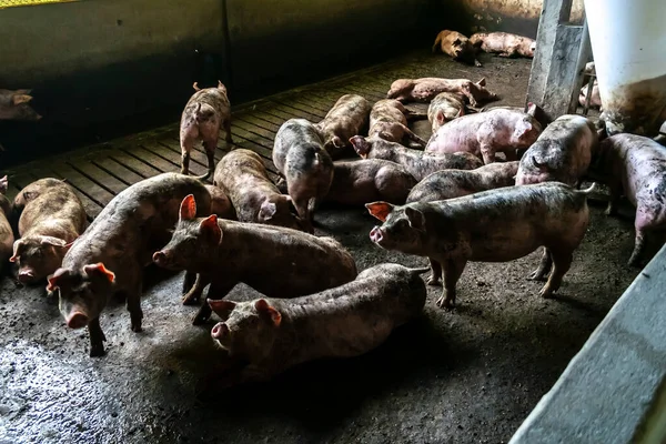 农场里的小猪 一组哺乳动物等着喂食 巴西摊子里的猪 — 图库照片