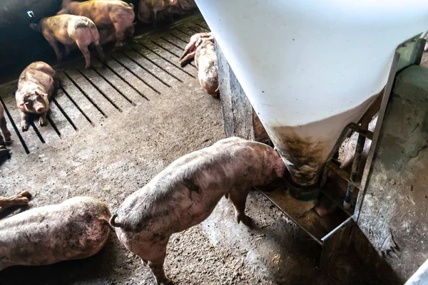 农场里的小猪 一组哺乳动物等着喂食 巴西摊子里的猪 — 图库照片