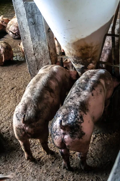 Petit Porcelet Dans Ferme Groupe Mammifères Attente Alimentation Porcs Dans — Photo