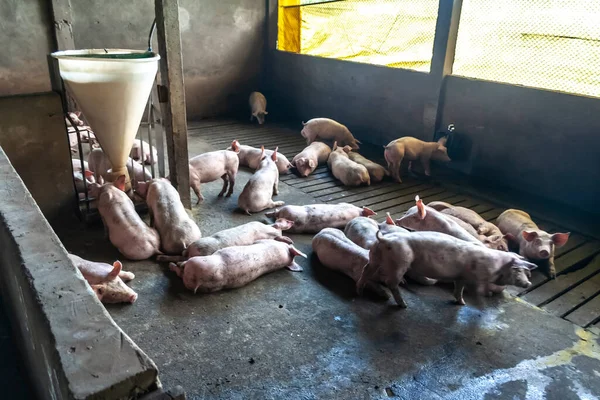 Маленький Поросенок Ферме Группа Млекопитающих Ожидающих Корма Свиньи Кабинке Бразилии — стоковое фото