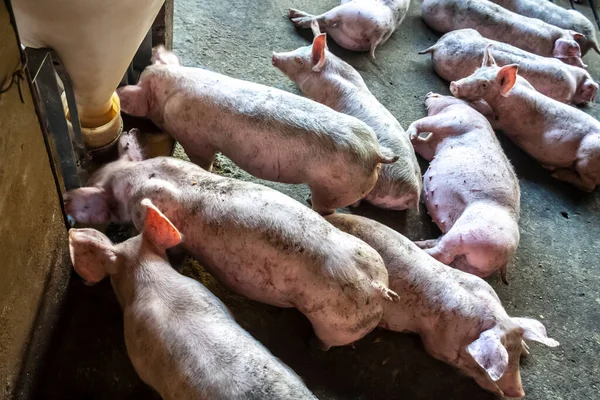 Petit Porcelet Dans Ferme Groupe Mammifères Attente Alimentation Porcs Dans — Photo