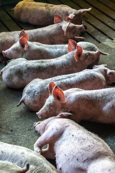 Petit Porcelet Dans Ferme Groupe Mammifères Attente Alimentation Porcs Dans — Photo