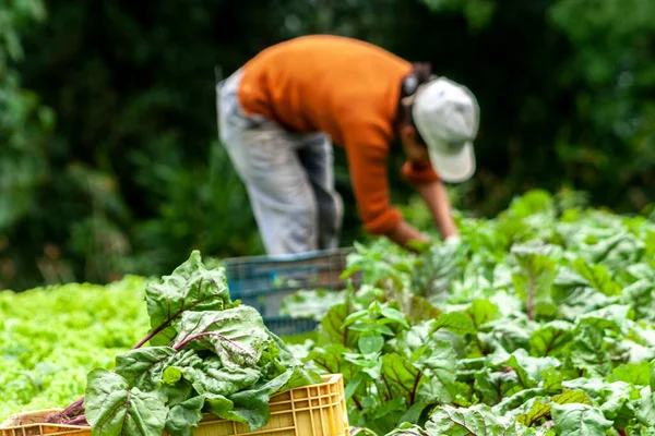 Apiai Sao Paulo Brazil December 2009 Farmer Harvests Beetroot Her — Stock Photo, Image