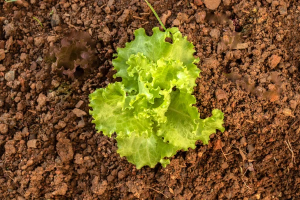 Primo Piano Della Giovane Lattuga Verde Brasile — Foto Stock