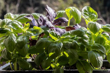 Brezilya 'da aşırı yakın plan yeşil fesleğen (Ocimum bazilika) yaprakları