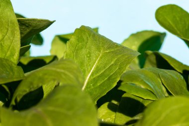 Roket veya roket (Eruca vesicaria) Brezilya 'da yetişen yapraklar