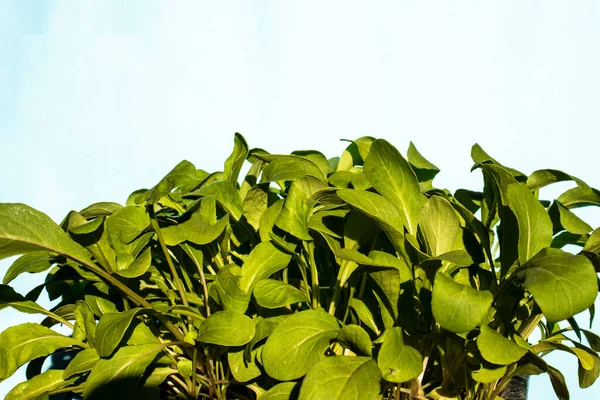 Raket Rucola Eruca Vesicaria Bladeren Groeien Tuin Brazilië — Stockfoto