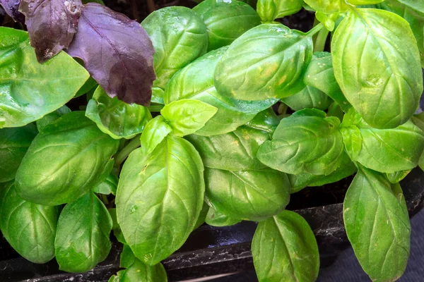 Extrémní Zblízka Zelené Bazalky Ocimum Basilicum Listy Brazílii — Stock fotografie