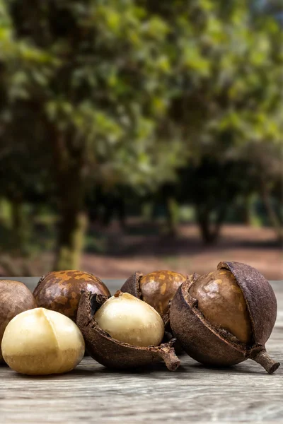 Gruppe Macadamia Nüsse Auf Einem Holztisch Mit Einem Obstgarten Hintergrund — Stockfoto