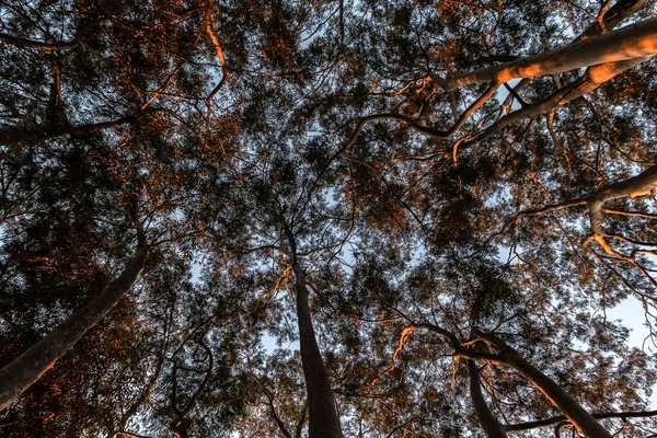 Bottom View Eucalyptus Forest Brazil — Stock Photo, Image