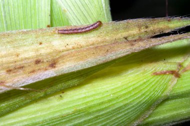 Brezilya çiftliğindeki tarlada mısır yiyen bir solucan