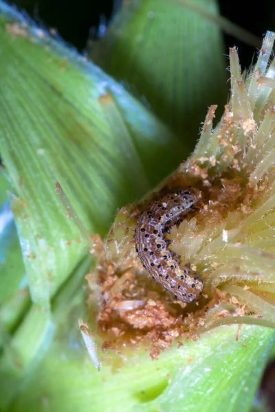Ένα Σκουλήκι Τρώει Καλαμπόκι Φυτό Στο Χωράφι Στη Βραζιλία Αγρόκτημα — Φωτογραφία Αρχείου