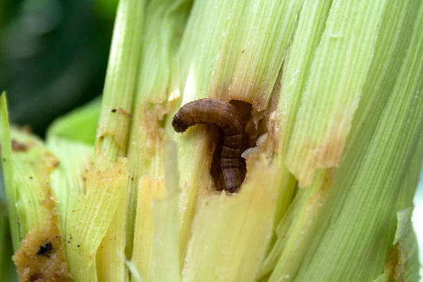 Gusano Comiendo Maíz Planta Campo Granja Brasileña — Foto de Stock