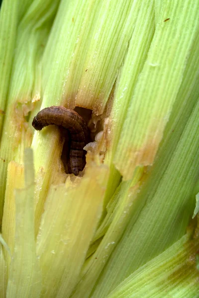 Gusano Comiendo Maíz Planta Campo Granja Brasileña — Foto de Stock