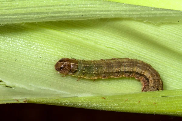 Gusano Comiendo Maíz Planta Campo Granja Brasileña — Foto de Stock