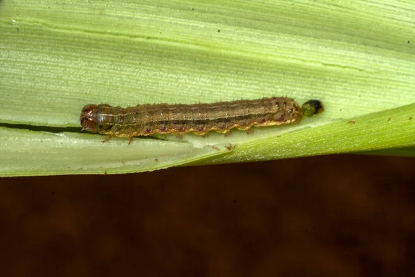 Gusano Comiendo Maíz Planta Campo Granja Brasileña — Foto de Stock