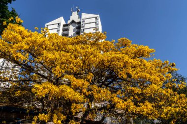 Sarı İpe (Handroanthus albus) Sao Paulo 'nun güneyinde bir meydanda çiçek açıyor