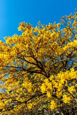 Sarı Ip Handroanthus albusu Sao Paulo 'nun güneyinde bir meydanda çiçek açıyor.