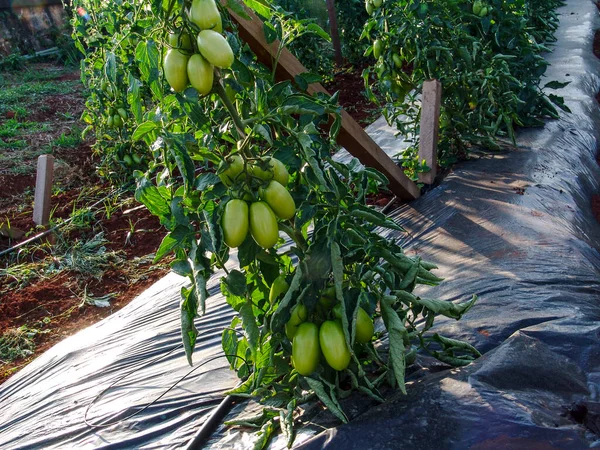 Planta Tomate Ameixa Verde Jardim Brasil — Fotografia de Stock