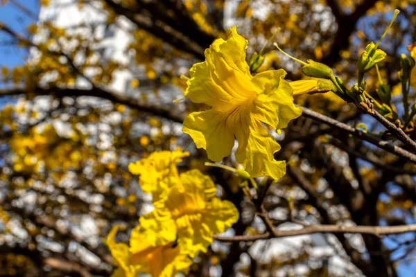 サンパウロ南部の広場に黄色のIp Handroanthus Albus花を咲かせます — ストック写真