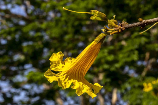 Yellow Handroanthus Albus Flowering Square South Sao Paulo — Stock Photo, Image