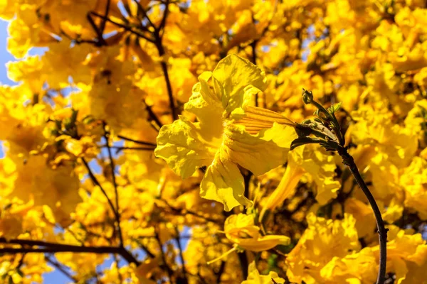 サンパウロ南部の広場に黄色のIp Handroanthus Albus花を咲かせます — ストック写真