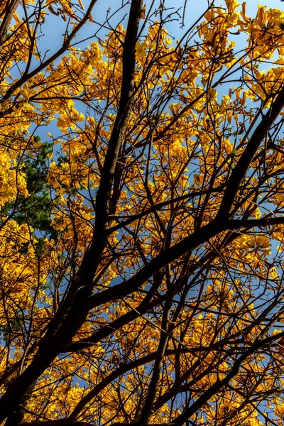 Жовтий Білок Handroanthus Росте Площі Півдні Сан Паулу — стокове фото