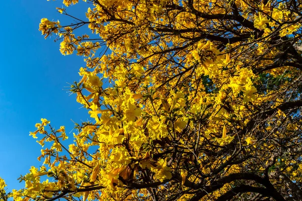 Amarelo Handroanthus Albus Floração Uma Praça Sul São Paulo — Fotografia de Stock