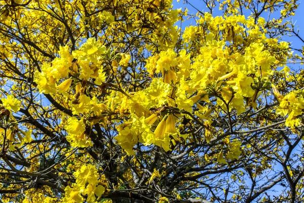 Sarı Ip Handroanthus albusu Sao Paulo 'nun güneyinde bir meydanda çiçek açıyor.