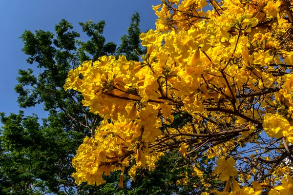 Yellow Handroanthus Albus Ανθίζει Μια Πλατεία Στα Νότια Του Σάο — Φωτογραφία Αρχείου