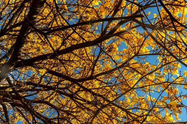 Žlutý Handroanthus Albus Kvetoucí Náměstí Jihu Sao Paula — Stock fotografie