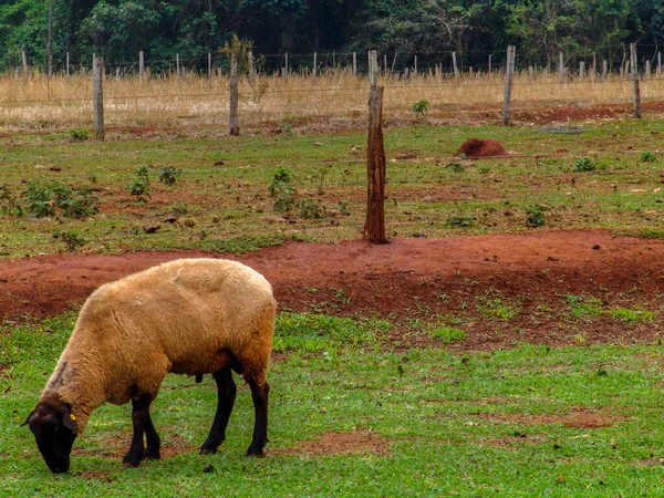 Πρόβατα Βοσκότοπους Στη Βραζιλία — Φωτογραφία Αρχείου