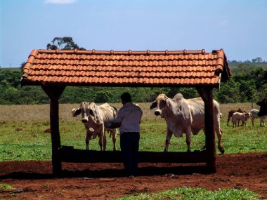 Mato Grosso do Sul, Brezilya, 21 Eylül 2021. Çiftçi, Mato Grosso do Sul eyaletindeki çiftliğinin çayırında bir besleyiciyi teftiş eder.