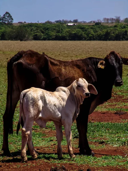 Herd Brahman Beef Cattle Cows Confinement Brazil — Stock Photo, Image