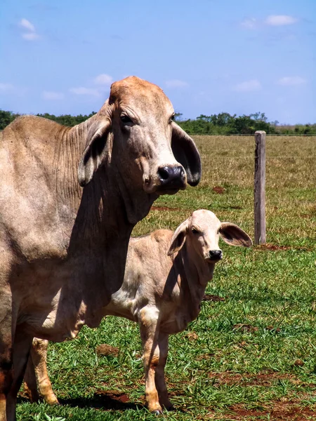 Herd Brahman Beef Cattle Cows Confinement Brazil — Stock Photo, Image