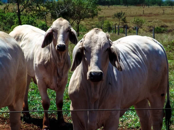 Herd of brahman beef cattle cows on confinement in Brazil