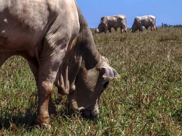 Herd Brahman Beef Cattle Cows Confinement Brazil — Stock Photo, Image