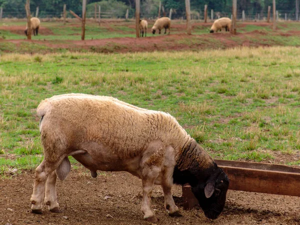 Owce Pastwiskach Brazylii — Zdjęcie stockowe