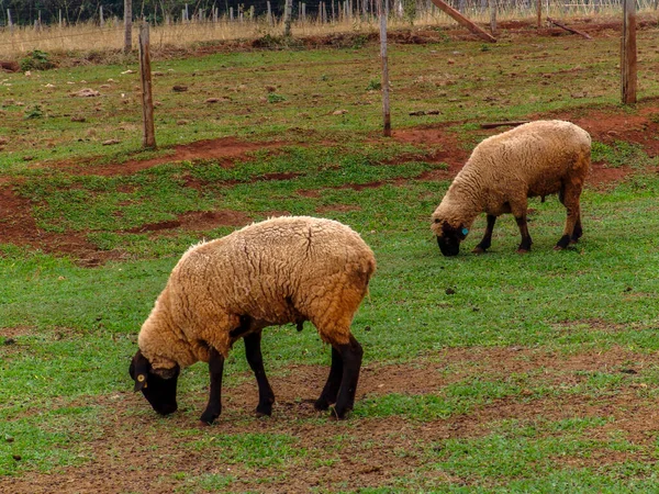 ブラジルの牧草地で羊が — ストック写真