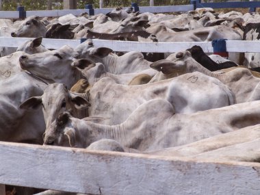 Nellore sığırları Brezilya 'da bir mezbahanın girişinde bir ağıla hapsedildi.