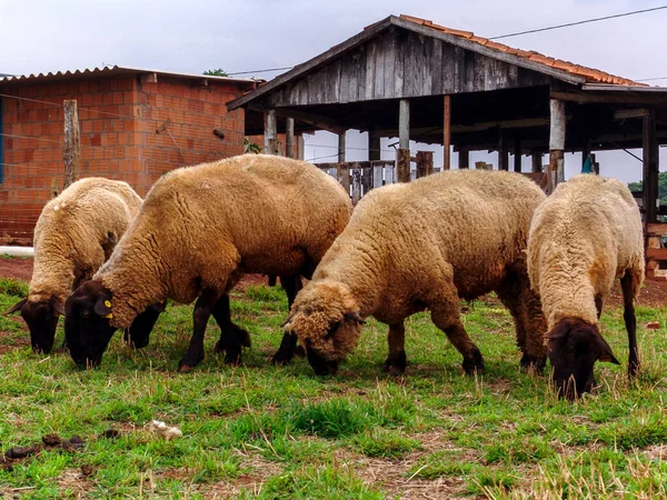 Schafe Auf Der Weide Brasilien — Stockfoto