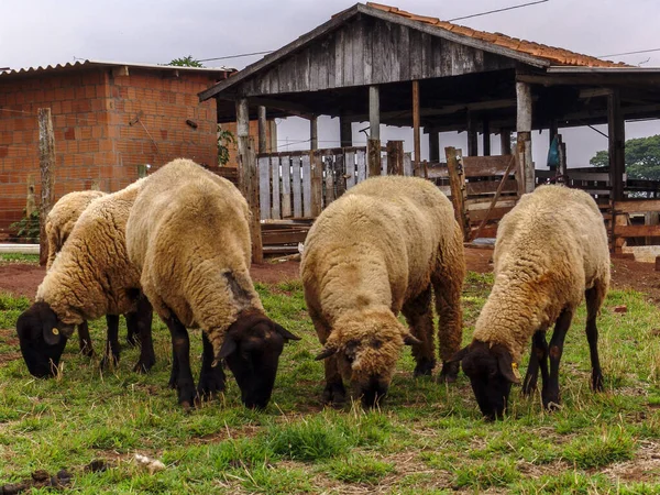 Schafe Auf Der Weide Brasilien — Stockfoto