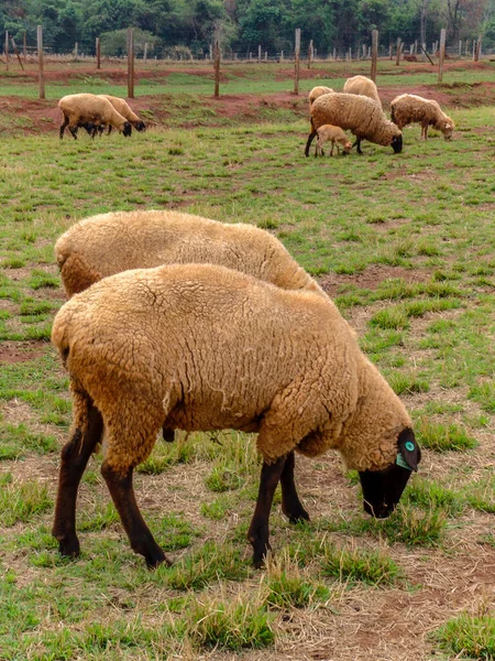 Sheep Pasture Brazil — Stock Photo, Image