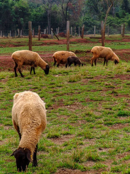 Sheep Pasture Brazil — Stock Photo, Image